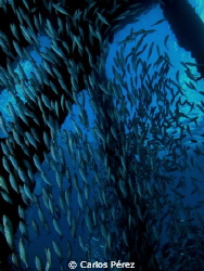 Sardines...lots of them by Carlos Pérez 